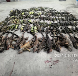 綠鬣蜥氾濫 屏縣府夜間巡捕 今年已捕2.7萬隻 農民可申請專案移除