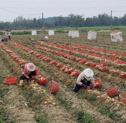 邁向洋蔥栽培機械化 國內洋蔥穴盤育苗技術革新與挑戰