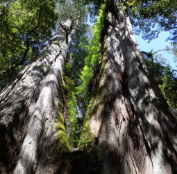 調查「桃山神木」谷地195棵樹木 臺灣巨木森林碳吸存破世界紀錄