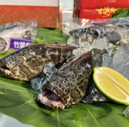 臺灣養殖龍虎斑獲准輸日 陳駿季：降低中國單一市場倚賴 後續積極推動外銷