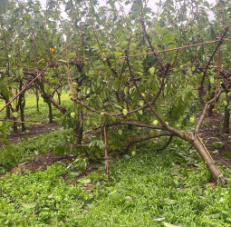 強颱「康芮」帶來豪雨加強風 宜花東金柑、水稻、釋迦受重創