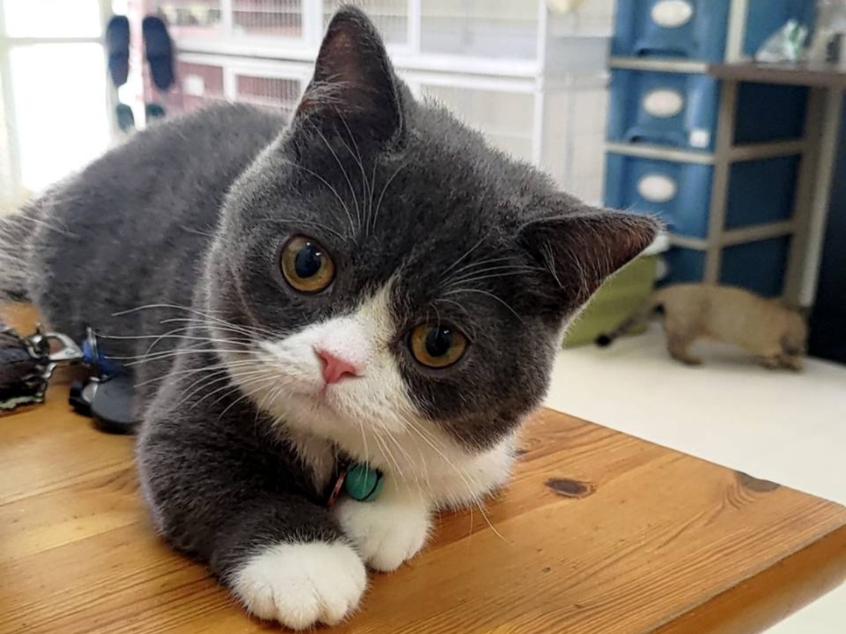 台中霧峰貓舍推薦 家庭式照護＋健康保障 讓飼主安心迎接毛孩