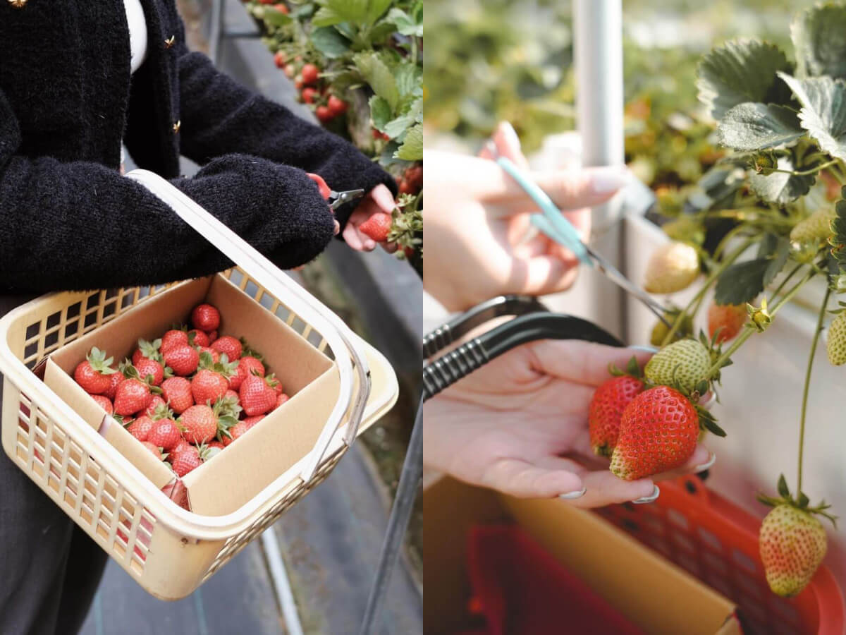 苗栗景點｜草莓控必收 嚴選7家大湖草莓園 一窺其中