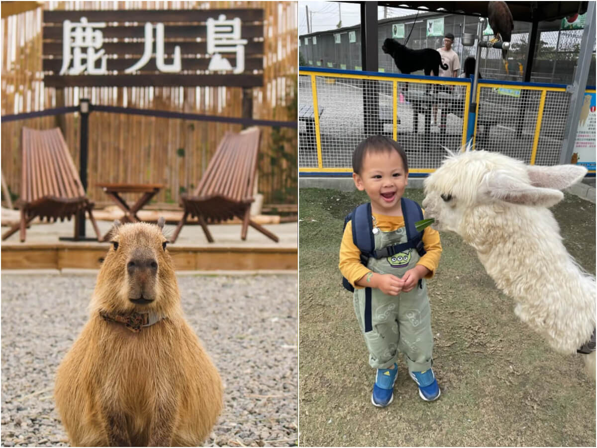 南部景點｜南部六大特色農場 鹿ㄦ島水豚生態園區、三隻小豬萌翻