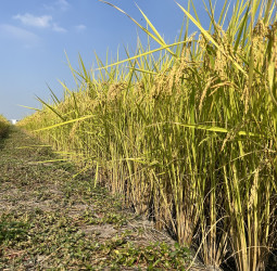 全國農會籲調漲公糧價格 農業部：「1集2轉」兼顧農民、產業結構 公糧政策滾動檢討