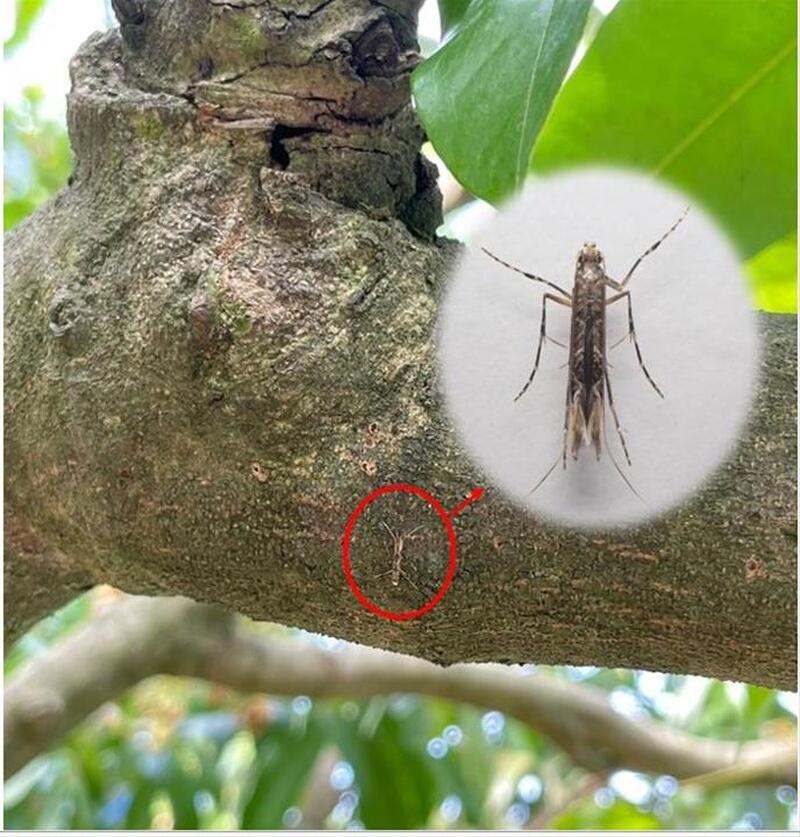 高雄農友要注意 荔枝「蒂頭蟲」變多了 請加強枝條下方、枯枝及落葉處用藥!!