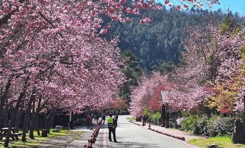武陵櫻花夯！假藉登山名義申請車輛通行證 違規者停權3年