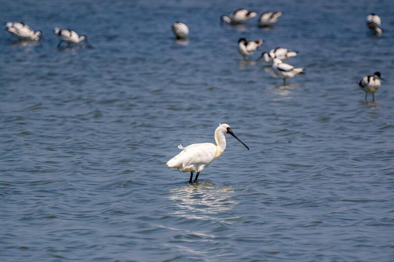台南黑琵數量創新高！2,012隻齊聚濱海濕地 掀賞鳥熱潮