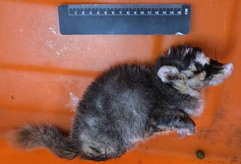 枋山出現咬人鼬獾 屏東今年第三例鼬獾狂犬病