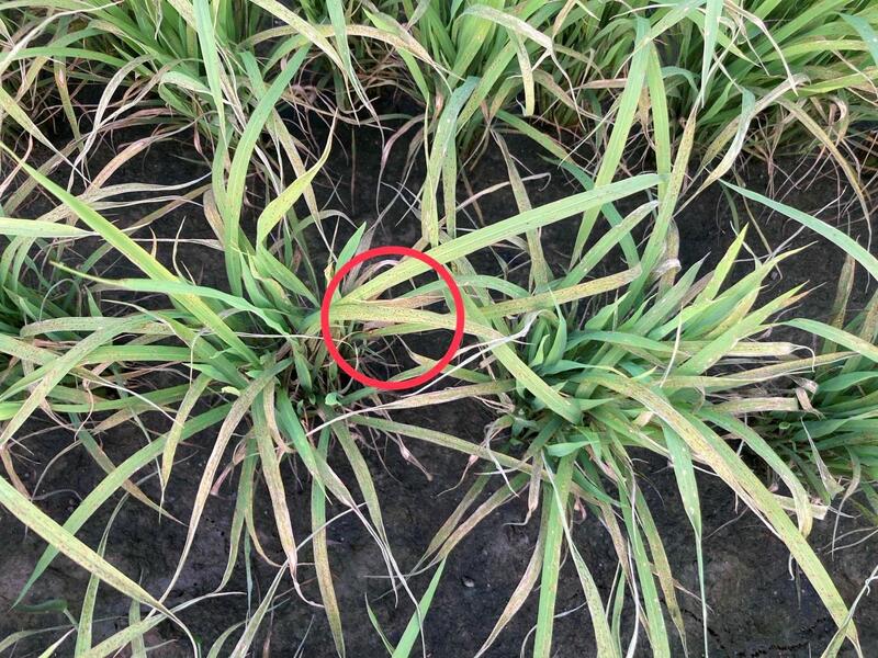 葉稻熱病現蹤跡，嘉義縣府呼籲農友加強巡田與防治