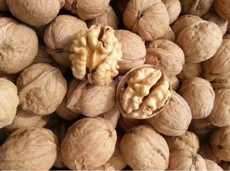 「紙皮核桃」歸類錯誤易觸法 高雄關籲業者正確報關減少爭議