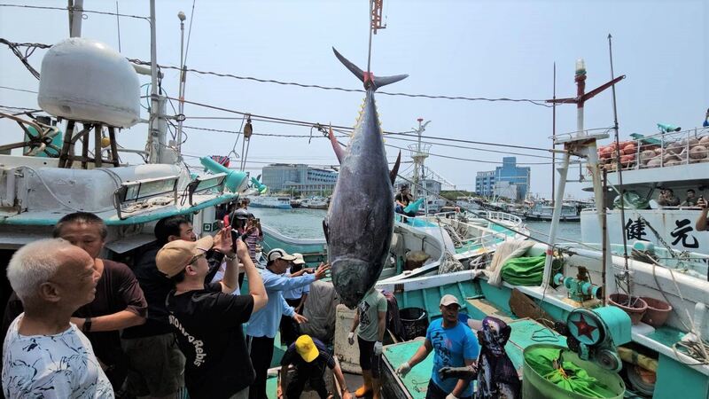 2025屏東第一鮪報到! 「茂豐祥號」返港驗明正身 11日舉辦拍賣會