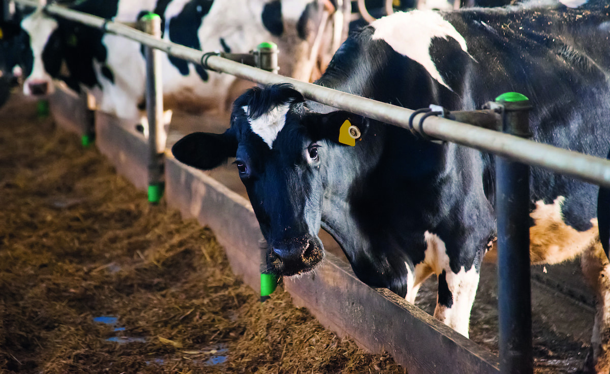 飼糧益生菌、微生物除臭　芽孢桿菌與氨氧化菌應用在畜牧生產
