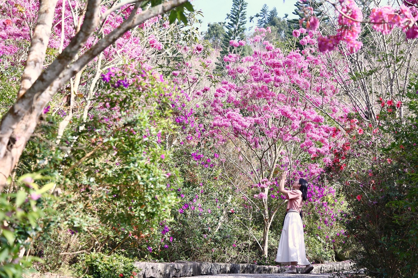 歲末旅遊必去！臺南梅嶺梅花、溫泉、美食一次滿足，錯過再等一年！