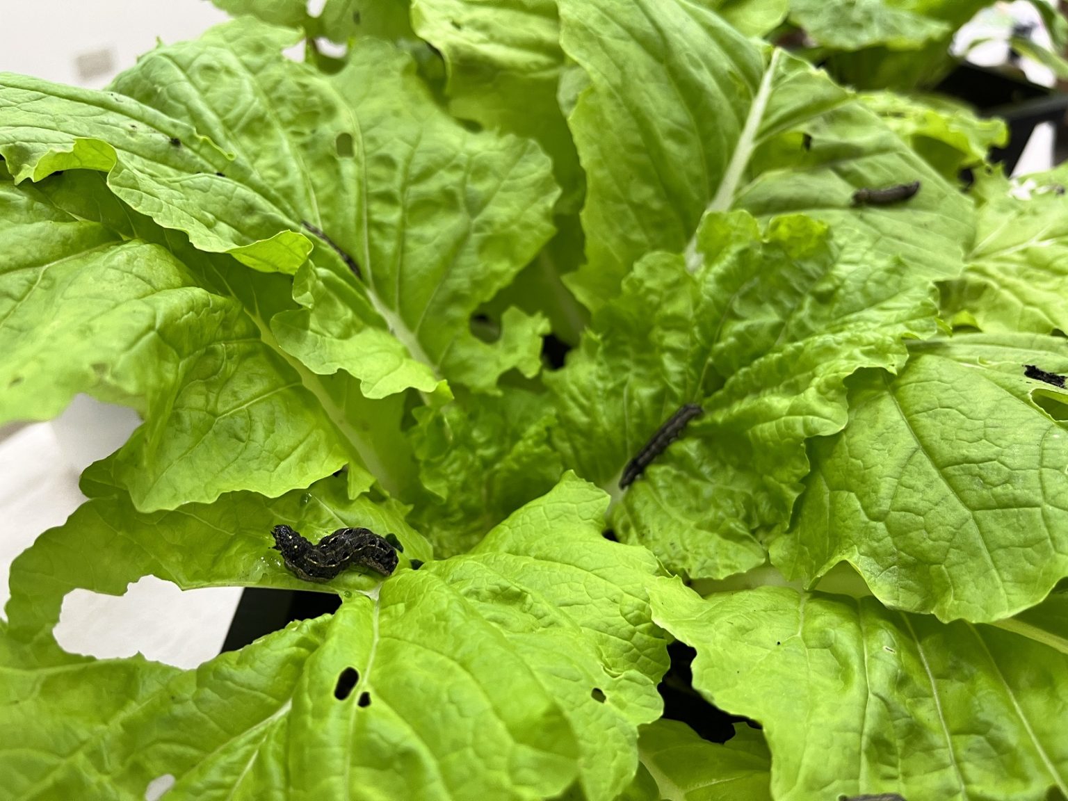 讓種菜像看食譜做菜一樣簡單！ 視覺化介面、使用者導向「種菜芳城市」開放免費使用