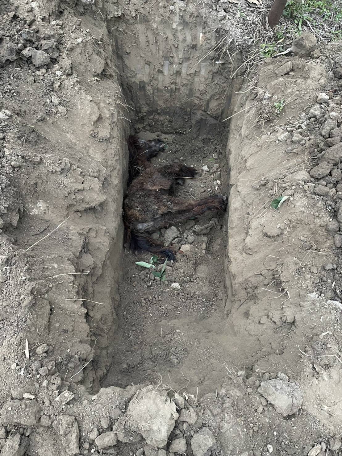 【唬爛亭】浪浪何其無辜　都是人害的