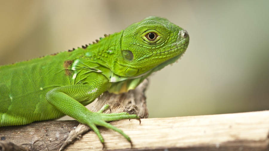 移除綠鬣蜥行動中央地方達共識 民眾受訓後補抓成蜥每隻250元