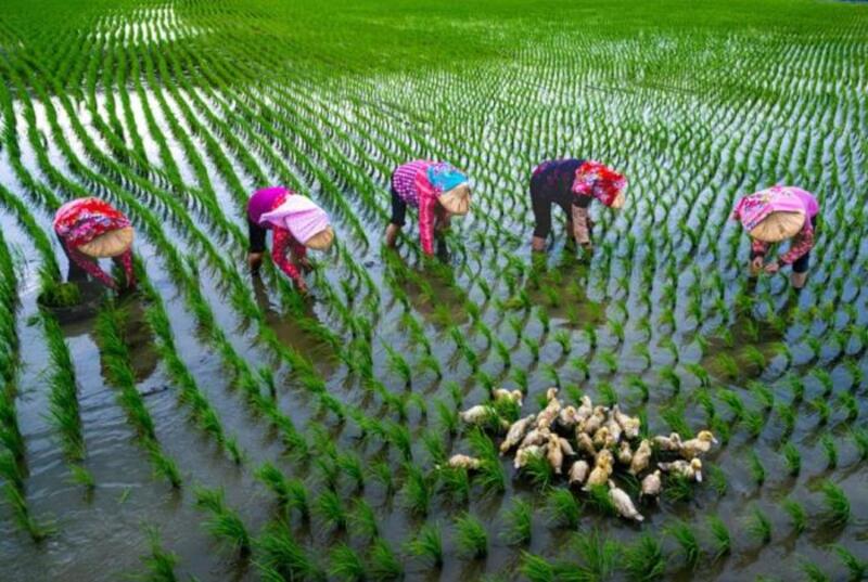 臺南永華市政中心舉辦「米蘭之鄉•後壁之美攝影展」 展現稻鄉農村生活風情