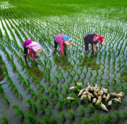 「米蘭之鄉•後壁之美攝影展」於臺南市永華市政中心展出 感受稻鄉農村生活風情